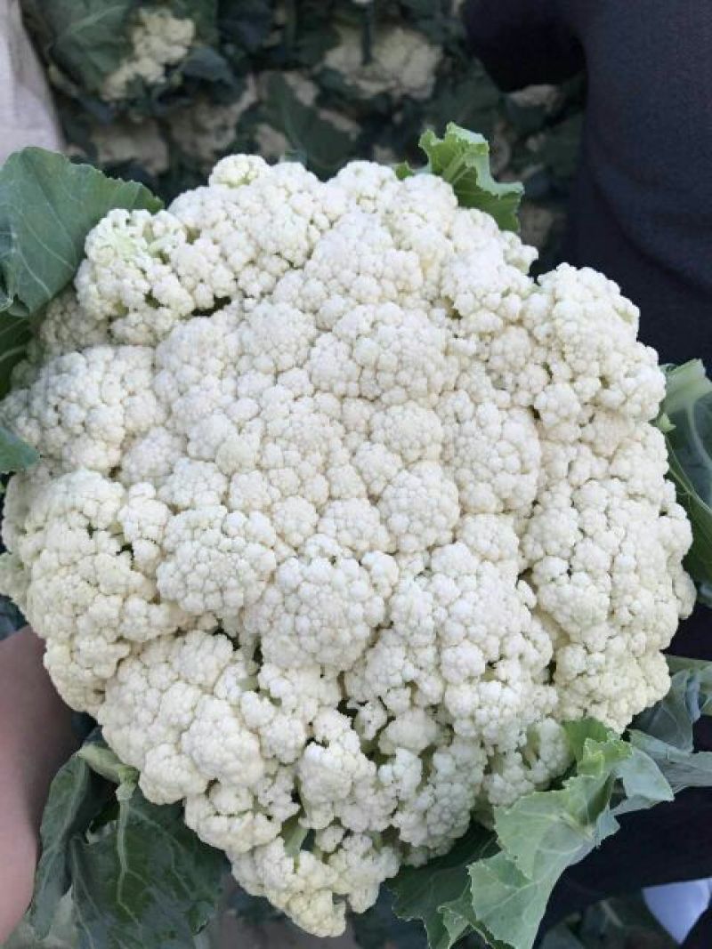 散花菜