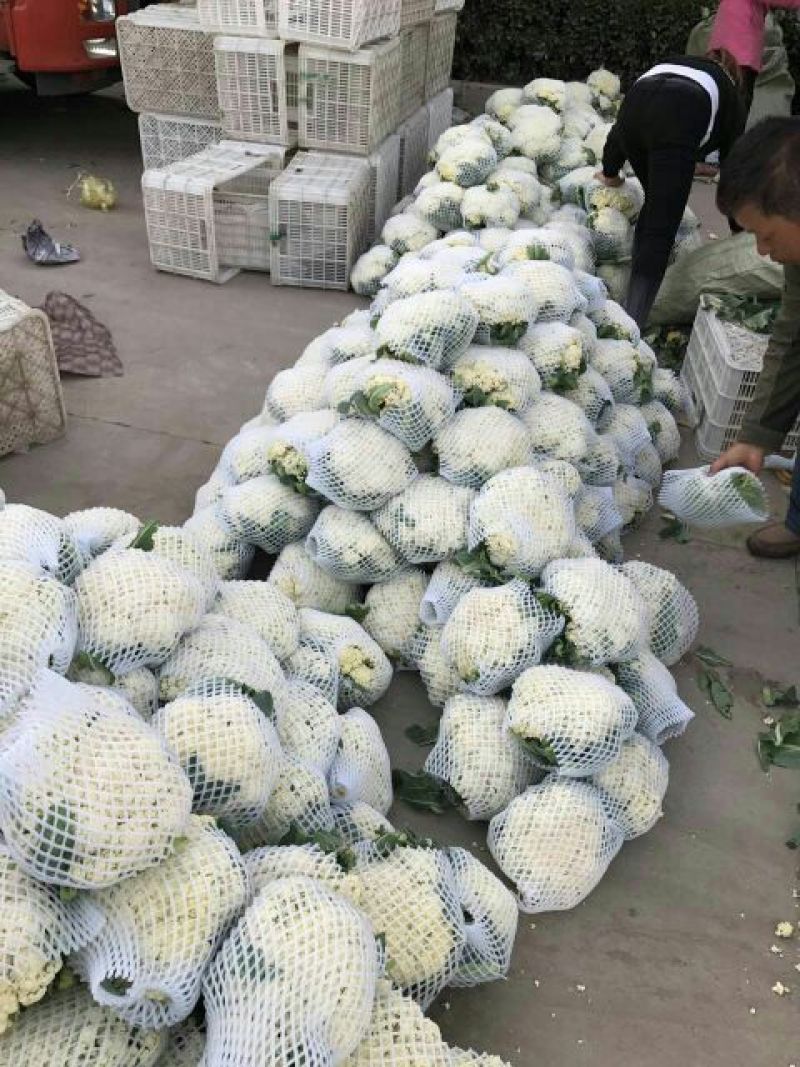 散花菜