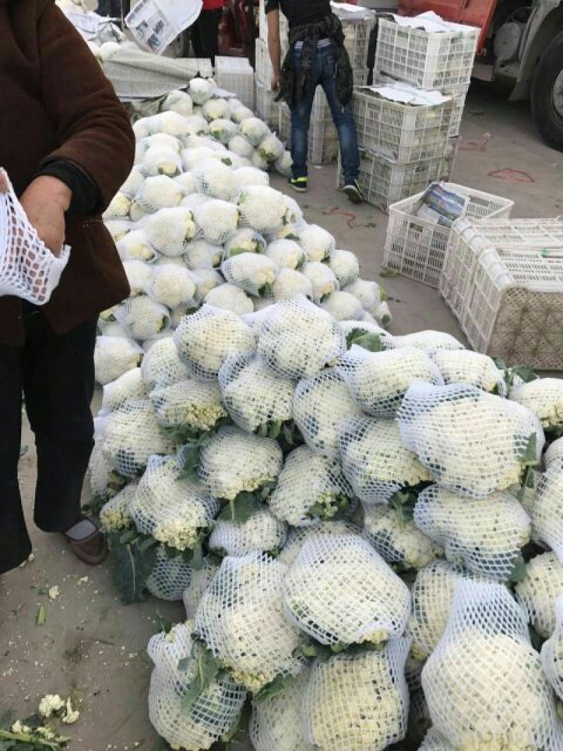 散花菜