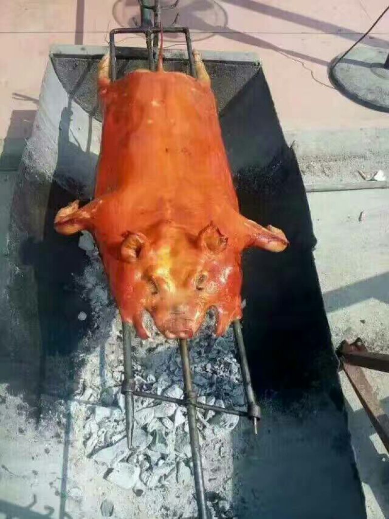 巴马香猪母