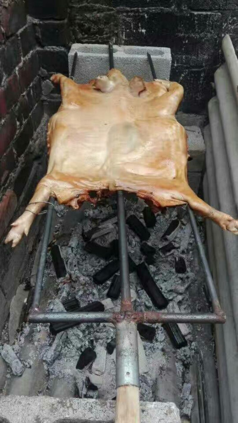 巴马香猪母