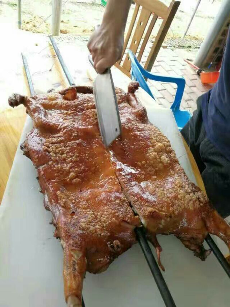 巴马香猪母