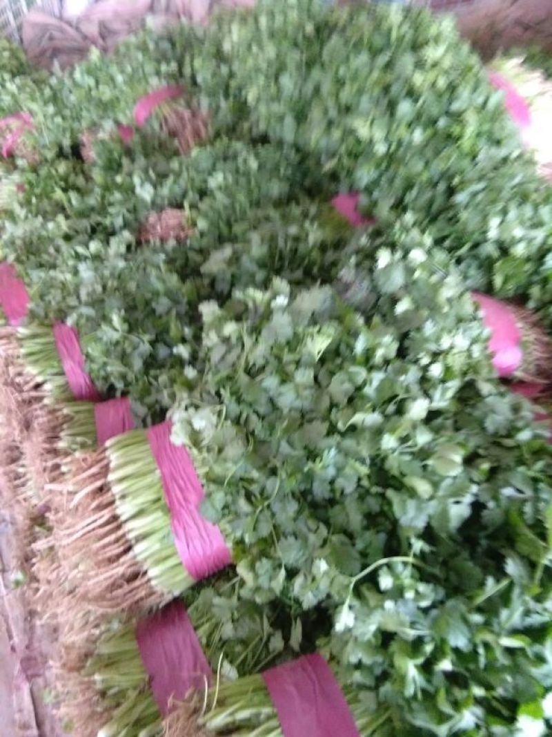 大叶香菜
