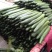 黄瓜18~22公分鲜花带刺