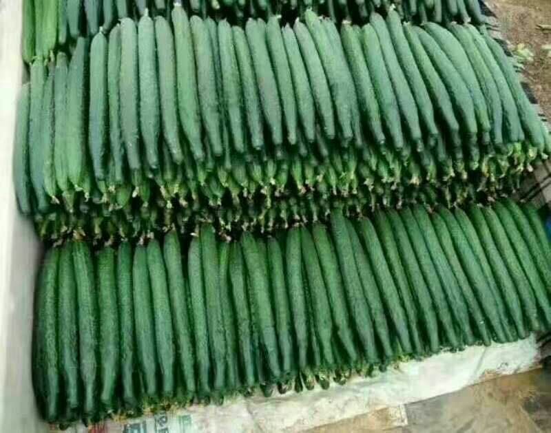 黄瓜18~22公分鲜花带刺