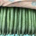 黄瓜18~22公分鲜花带刺