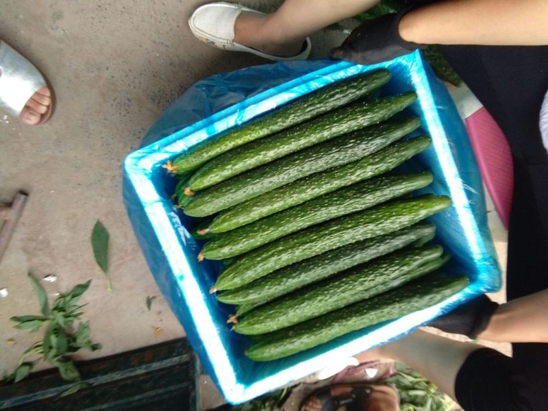 黄瓜18~22公分鲜花带刺