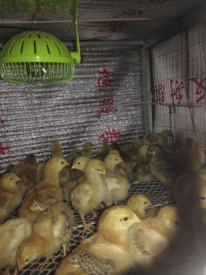 童子鸡2斤以上