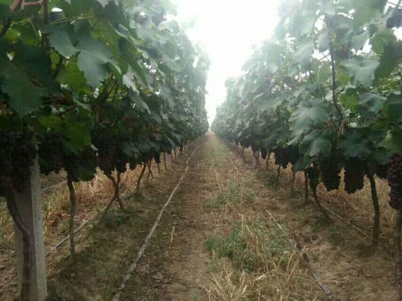 陕西大荔夏黑葡萄大量上市中，欢迎各大电商微商前来产地采购