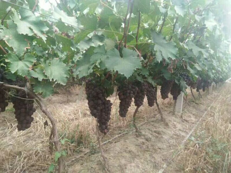 陕西大荔夏黑葡萄大量上市中，欢迎各大电商微商前来产地采购