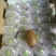 翠香猕猴桃90~100克