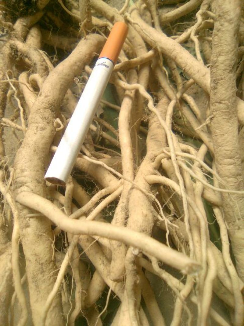 甘肃省酒泉市金塔县板蓝根新货即将上市，需要的客户请联系