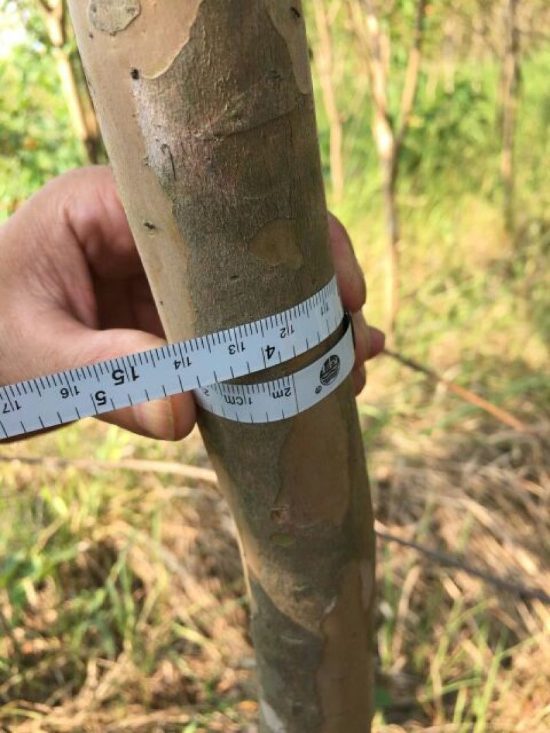 紫薇4~6cm1.5~2米1米以下