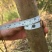 紫薇4~6cm1.5~2米1米以下