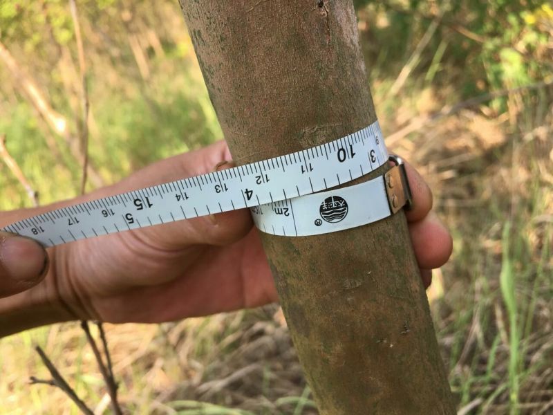 紫薇4~6cm1.5~2米1米以下