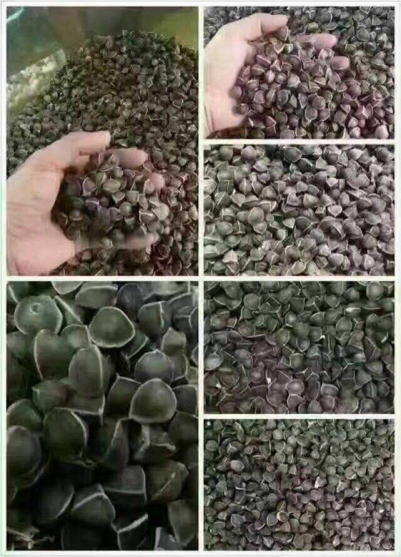 辣木籽