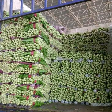 河北邯郸直销精品油麦菜大量供应商超档口市场多种蔬菜
