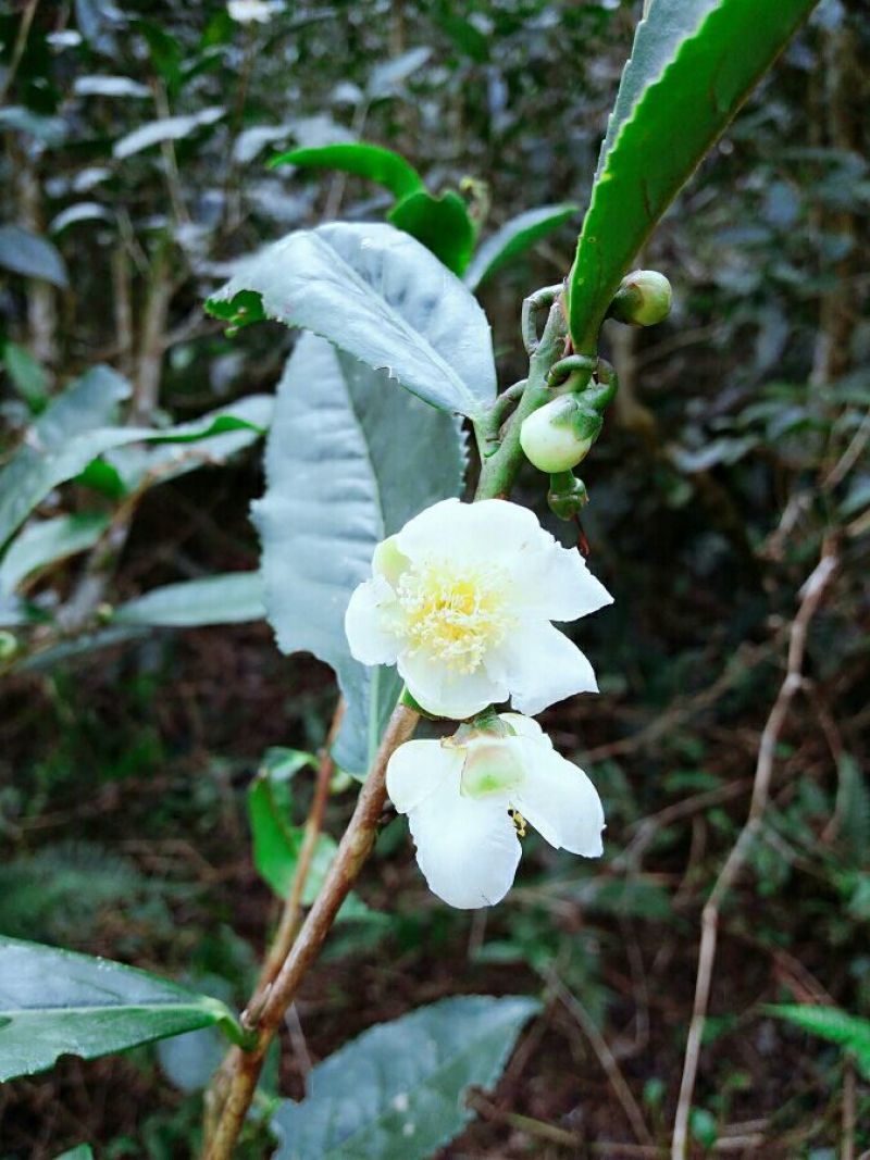 古树茶特级