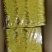 金丝皇菊茶特级
