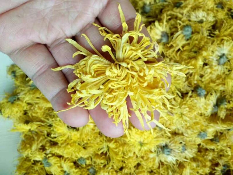 金丝皇菊茶特级