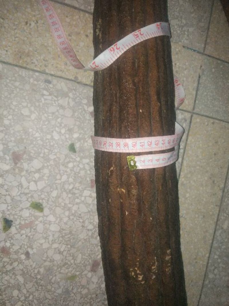 丝瓜种子