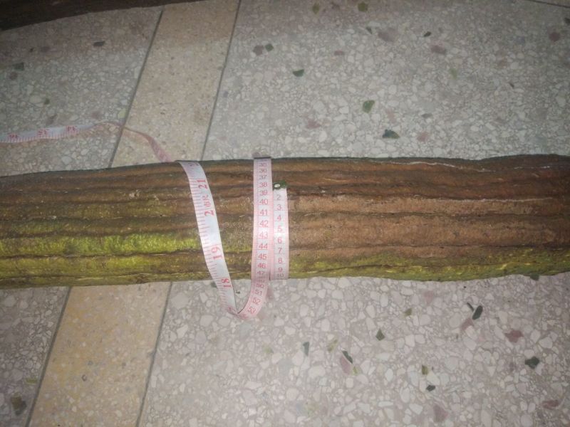 丝瓜种子