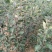 红肉苹果苗119-0680cm以上