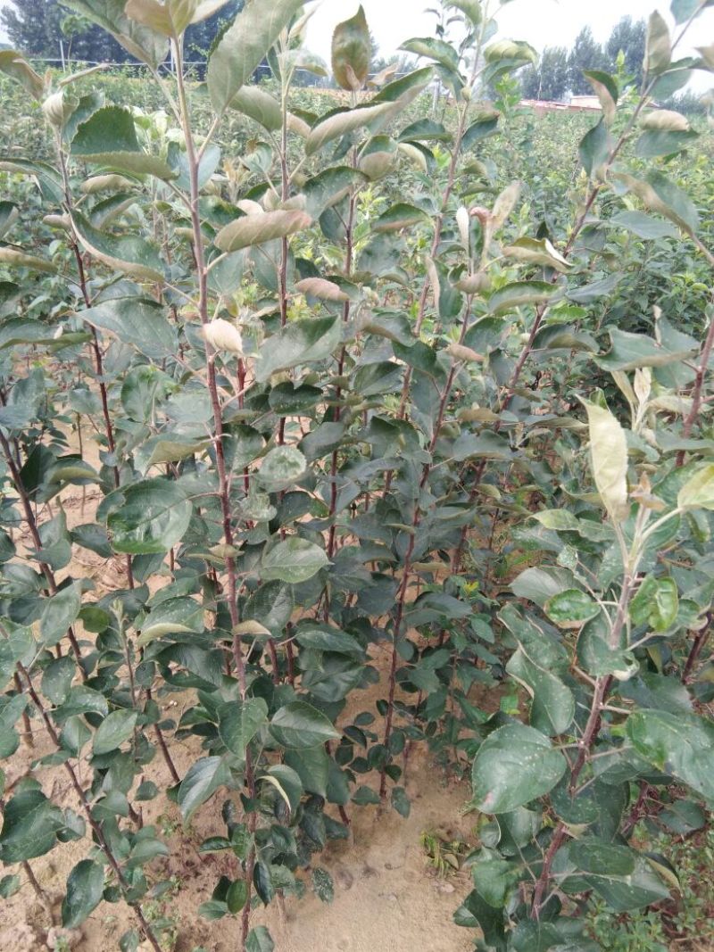 红肉苹果苗119-0680cm以上