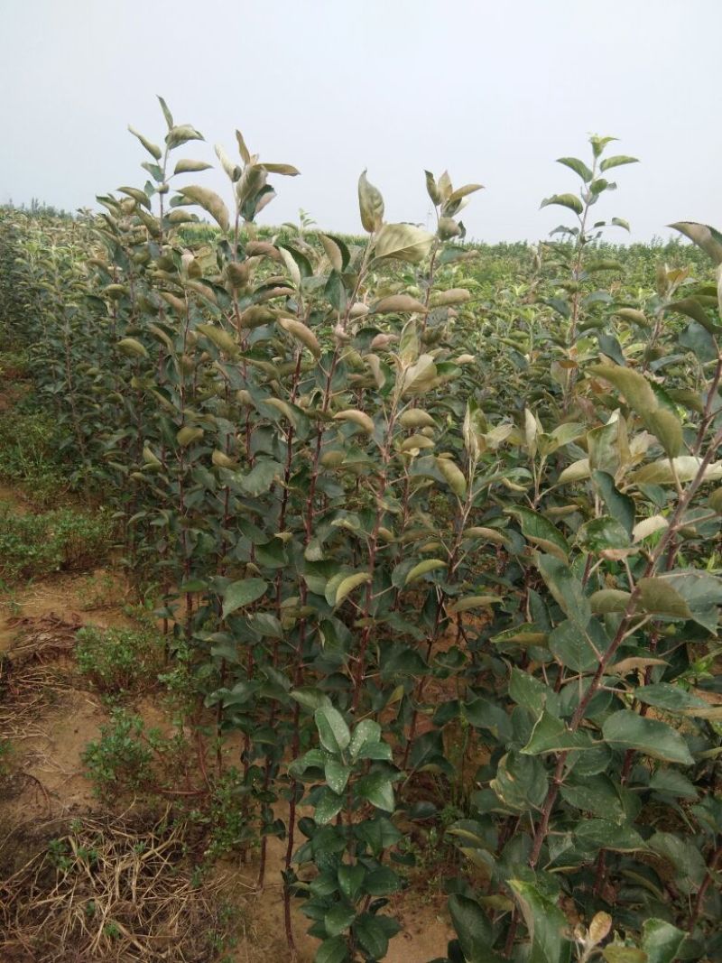 红肉苹果苗119-0680cm以上