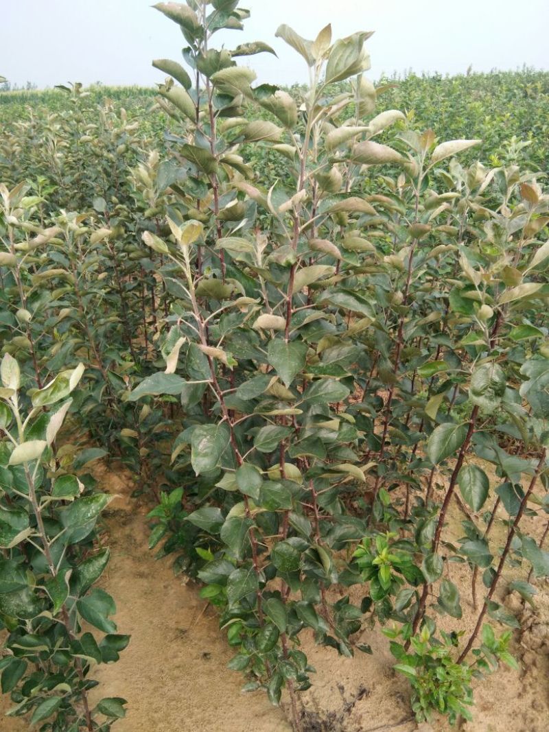 红肉苹果苗119-0680cm以上