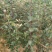 红肉苹果苗119-0680cm以上