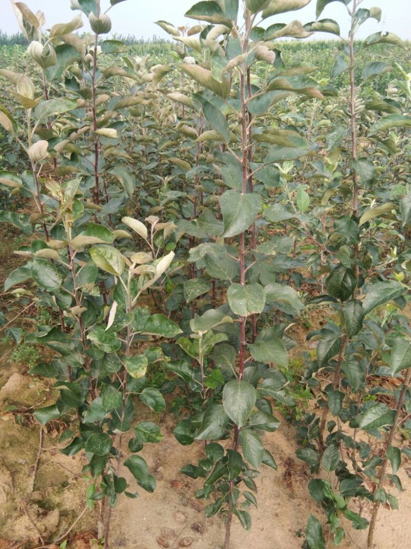 红肉苹果苗119-0680cm以上