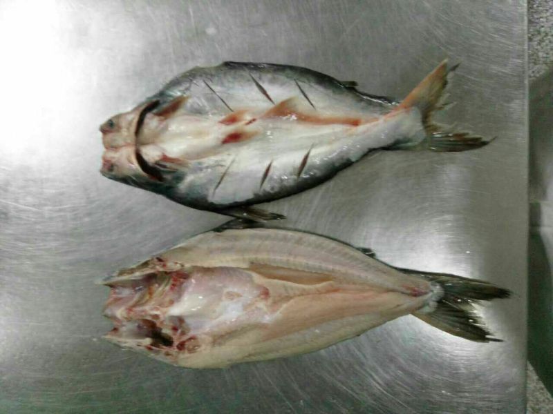 巴沙鱼