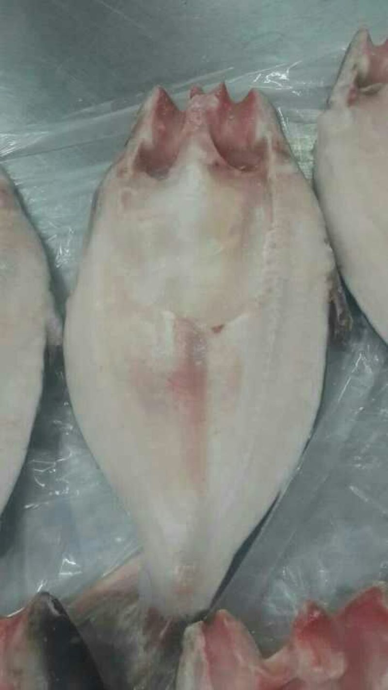 巴沙鱼