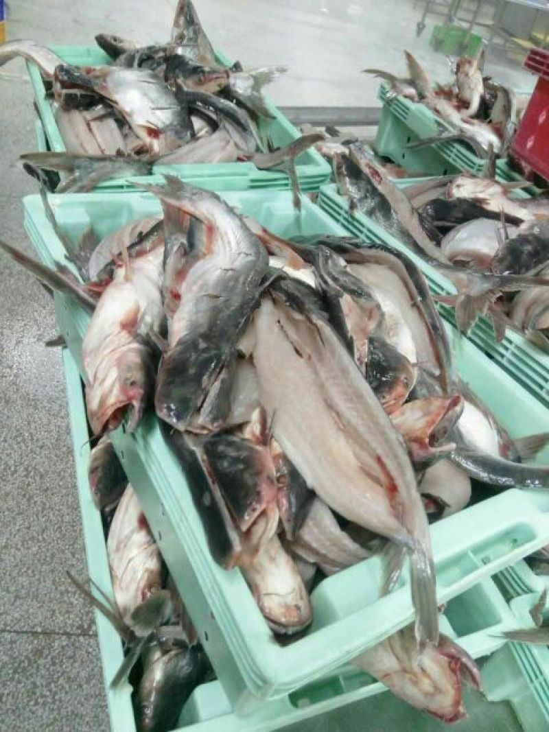 巴沙鱼