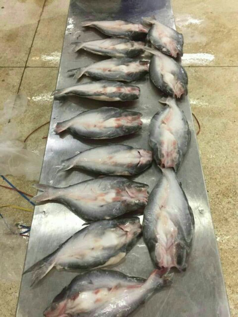 巴沙鱼