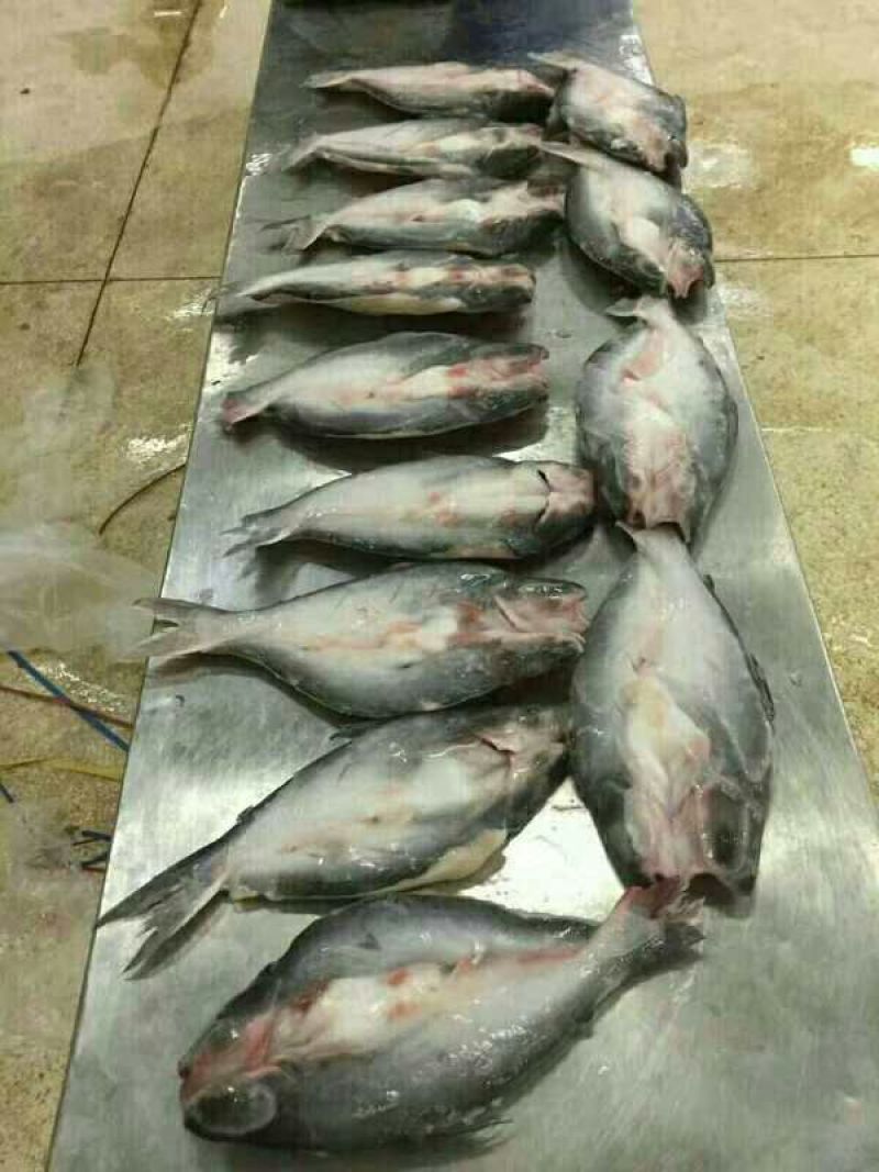 巴沙鱼