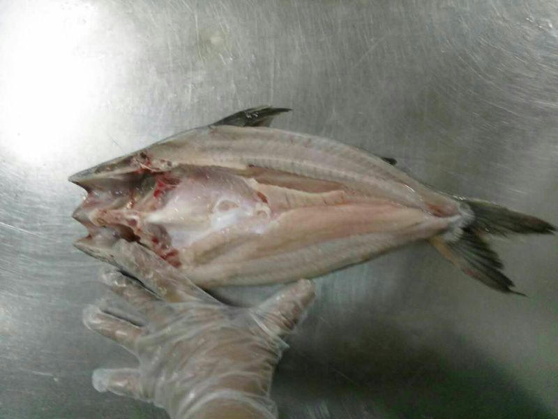 巴沙鱼