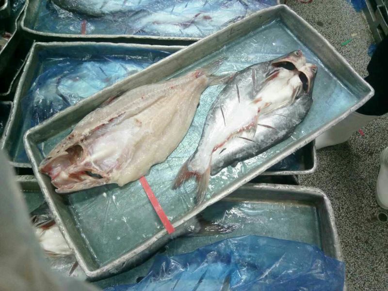巴沙鱼