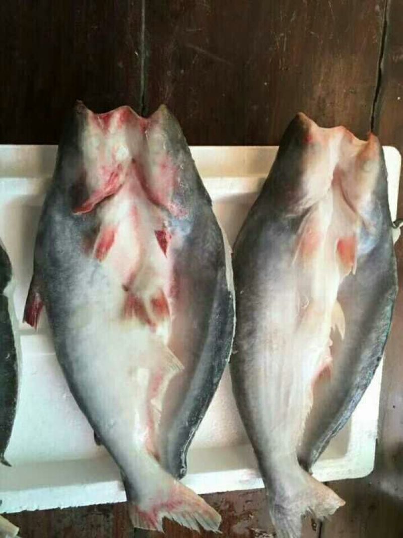 巴沙鱼