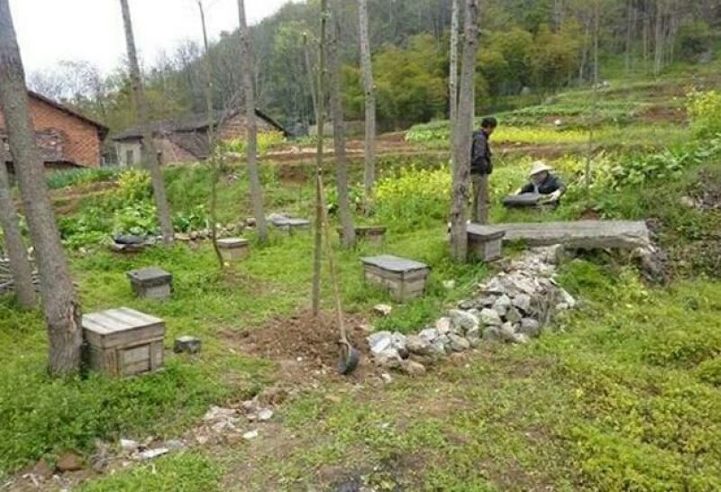 土蜂蜜