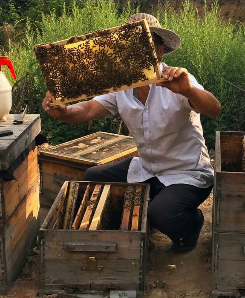 土蜂蜜