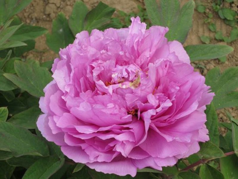 牡丹4~6cm12~14cm0.5米以下