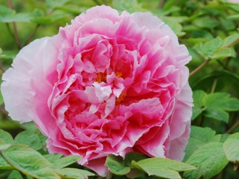 牡丹4~6cm12~14cm0.5米以下