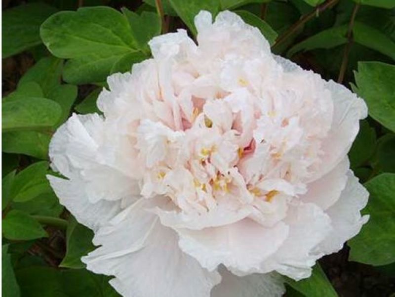 牡丹4~6cm12~14cm0.5米以下