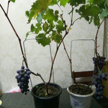 盆栽葡萄50~80cm