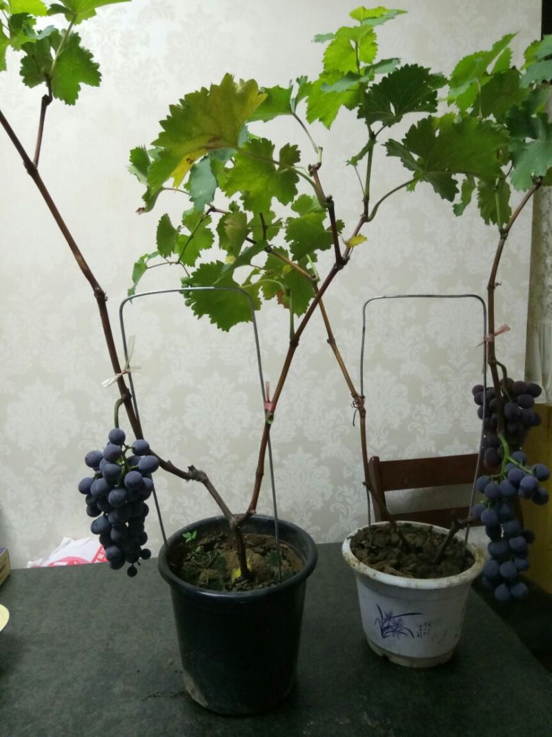 盆栽葡萄50~80cm