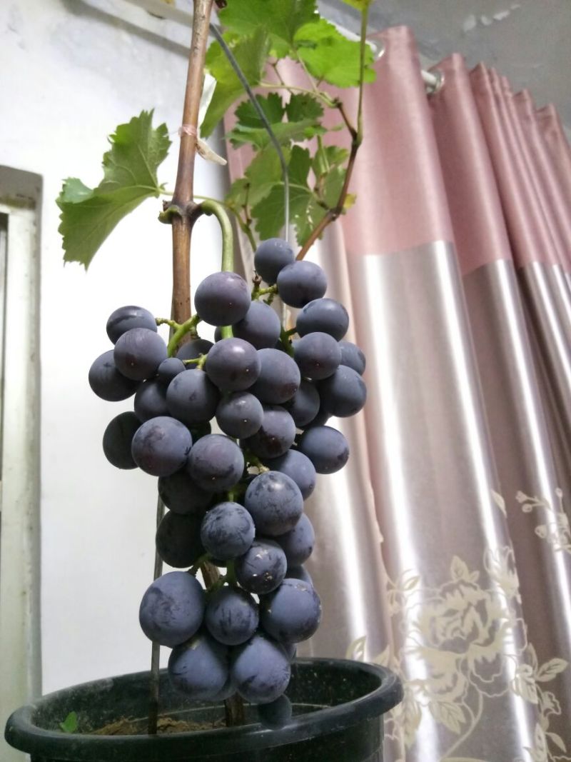 盆栽葡萄50~80cm