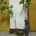 盆栽葡萄50~80cm