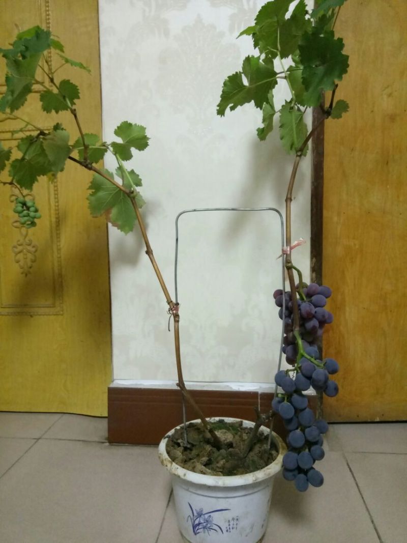 盆栽葡萄50~80cm